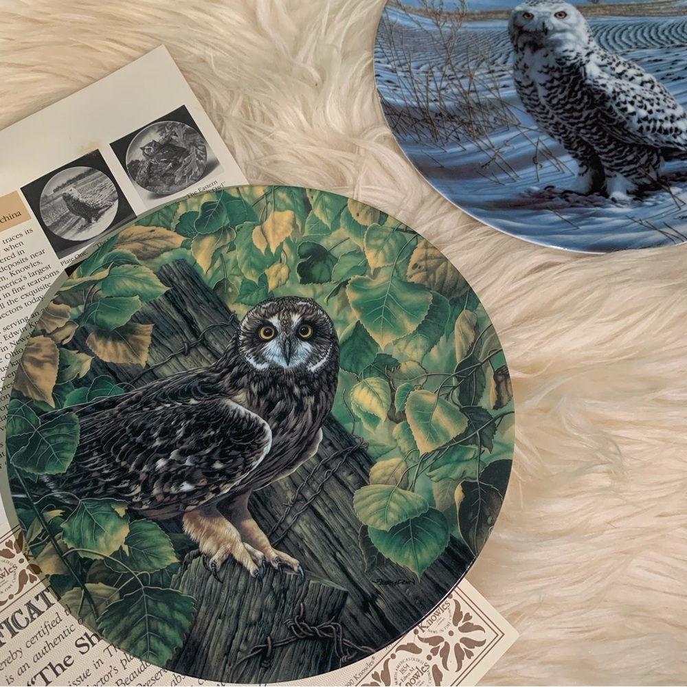 Short eared owl collector plate. Knowles china